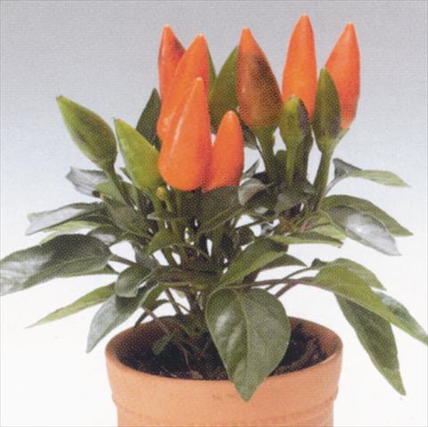 Foto de variedad de flores para ser usadas como: Tarrina de colgar / Maceta Capsicum annuum Salsa Orange