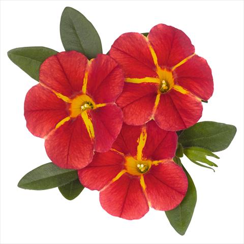 Foto de variedad de flores para ser usadas como: Maceta y planta de temporada Calibrachoa hybrida Aloha Classic Aloha Red Cart Wheel