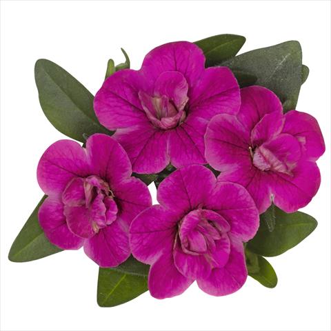 Foto de variedad de flores para ser usadas como: Maceta o cesta de trasplante Calibrachoa hybrida Aloha Double Purple