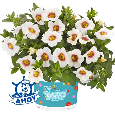 Foto de variedad de flores para ser usadas como: Maceta o cesta de trasplante Calibrachoa hybrida Aloha Kona Tiky White