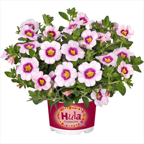 Foto de variedad de flores para ser usadas como: Maceta o cesta de trasplante Calibrachoa hybrida Hula Appleblossom