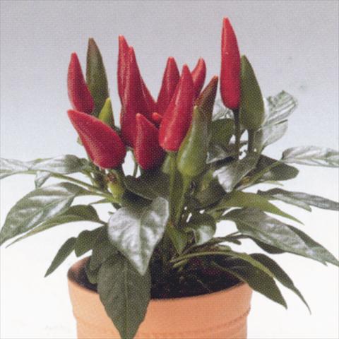 Foto de variedad de flores para ser usadas como: Tarrina de colgar / Maceta Capsicum annuum Salsa Red