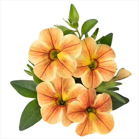 Foto de variedad de flores para ser usadas como: Maceta o cesta de trasplante Calibrachoa hybrida Volcano Sunrise