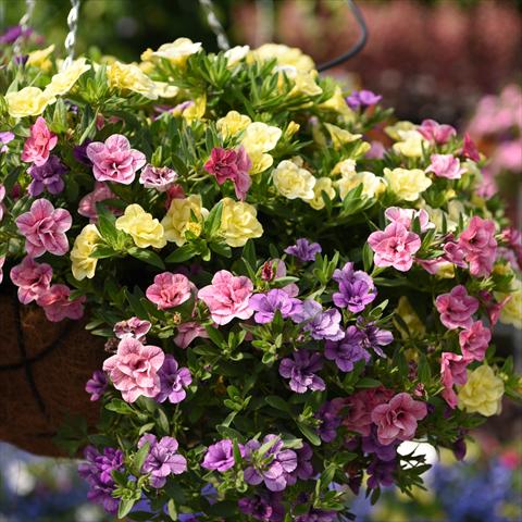 Foto de variedad de flores para ser usadas como: Tarrina de colgar / Maceta 3 Combo Confetti Garden Aloha Double MyBonnie