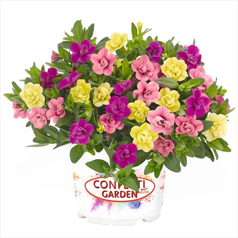 Foto de variedad de flores para ser usadas como: Tarrina de colgar / Maceta 3 Combo Confetti Garden Aloha Double MySweetheart