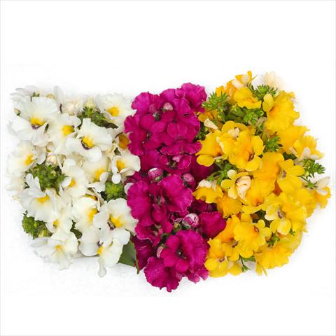 Foto de variedad de flores para ser usadas como: Tarrina de colgar / Maceta 3 Combo Confetti Garden Angelart Angel Cherry Clouds