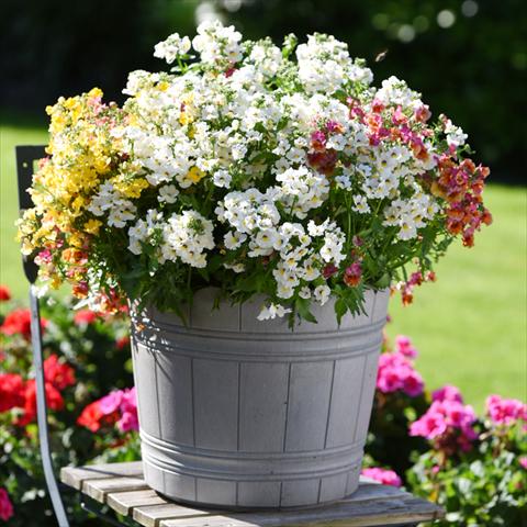 Foto de variedad de flores para ser usadas como: Tarrina de colgar / Maceta 3 Combo Confetti Garden Angelart Angel Peschy Clouds