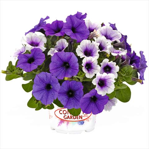 Foto de variedad de flores para ser usadas como: Tarrina de colgar / Maceta 2 Combo Confetti Garden Duo Ahoy