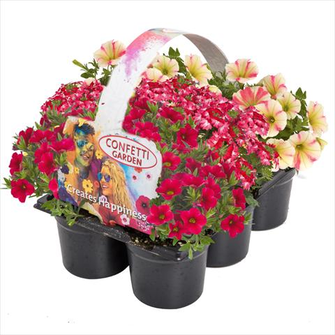 Foto de variedad de flores para ser usadas como: Tarrina de colgar / Maceta 3 Combo Confetti Garden Tone on Tone Shocking Sunset