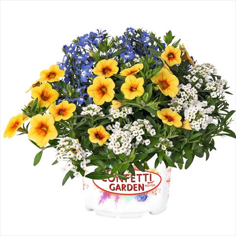 Foto de variedad de flores para ser usadas como: Tarrina de colgar / Maceta 3 Combo Confetti Garden Yolo Glossy Spring