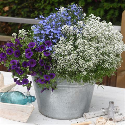 Foto de variedad de flores para ser usadas como: Tarrina de colgar / Maceta 3 Combo Confetti Garden Yolo Glossy Wave
