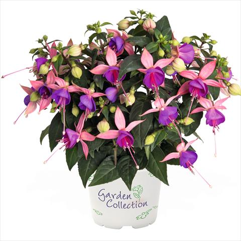 Foto de variedad de flores para ser usadas como: Tarrina de colgar / Maceta Fuchsia hybrida Arêtes Belfort