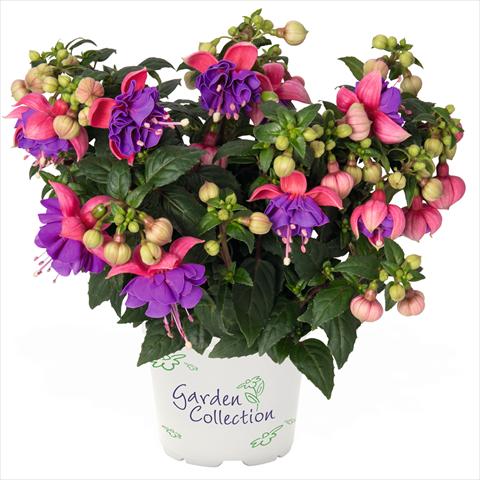 Foto de variedad de flores para ser usadas como: Tarrina de colgar / Maceta Fuchsia hybrida Fuchsia Arêtes Colmar