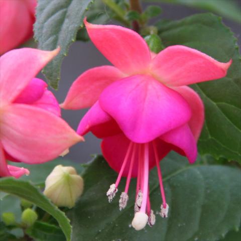 Foto de variedad de flores para ser usadas como: Tarrina de colgar / Maceta Fuchsia hybrida Classica Force Tarbes