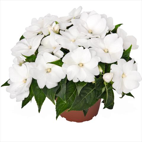 Foto de variedad de flores para ser usadas como: Maceta o cesta de trasplante Impatiens N. Guinea Magnum Clear White