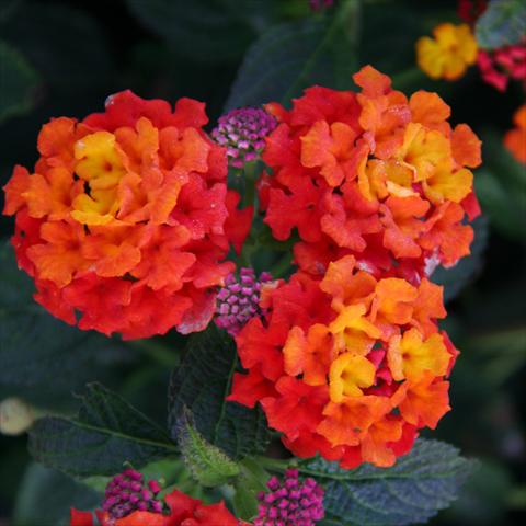 Foto de variedad de flores para ser usadas como: Maceta y planta de temporada Lantana camara Tropic Grenadine