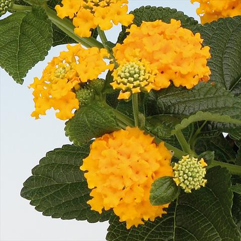 Foto de variedad de flores para ser usadas como: Maceta y planta de temporada Lantana camara Tropic Pineapple