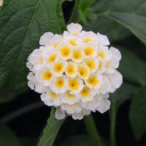 Foto de variedad de flores para ser usadas como: Maceta y planta de temporada Lantana camara Tropic Tukan