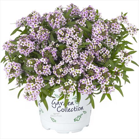 Foto de variedad de flores para ser usadas como: Maceta Lobularia maritima Yolo Top lavender