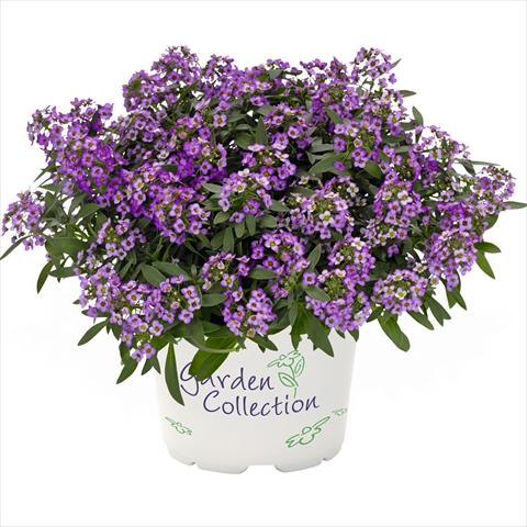 Foto de variedad de flores para ser usadas como: Maceta Lobularia maritima Yolo Top Purple