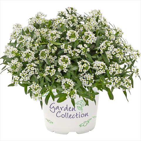 Foto de variedad de flores para ser usadas como: Maceta Lobularia maritima Yolo Top White