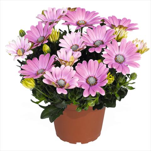 Foto de variedad de flores para ser usadas como: Maceta Osteospermum Smoothies Soft Pink