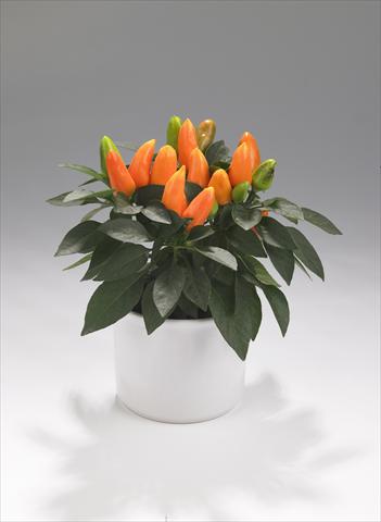 Foto de variedad de flores para ser usadas como: Tarrina de colgar / Maceta Capsicum annuum Tango Light Orange