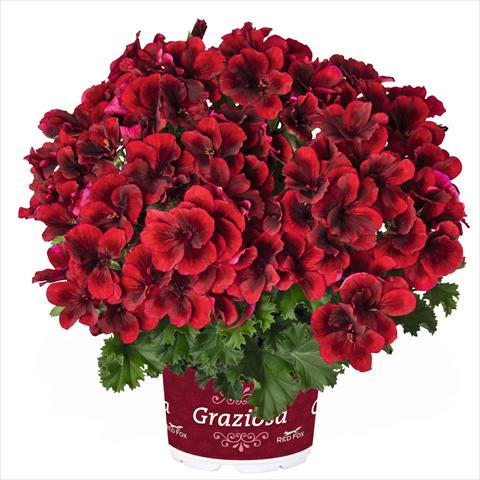 Foto de variedad de flores para ser usadas como: Maceta Pelargonium crispum Regal Graziosa Red