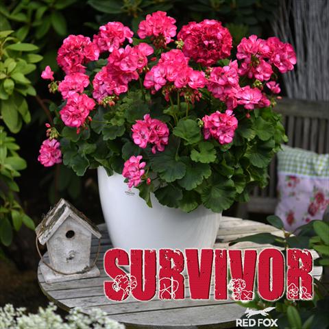 Foto de variedad de flores para ser usadas como: Maceta Pelargonium zonale Survivor Rose Pink