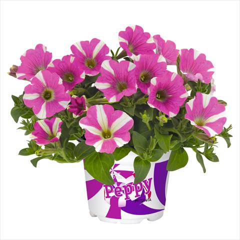 Foto de variedad de flores para ser usadas como: Tarrina de colgar / Maceta Petunia hybrida Peppy Pink