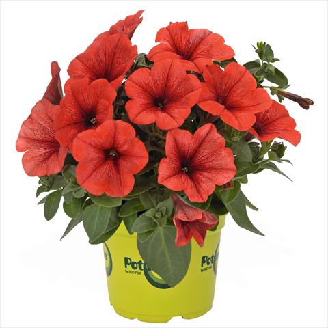 Foto de variedad de flores para ser usadas como: Tarrina de colgar / Maceta Petunia hybrida Potunia Bright Orange