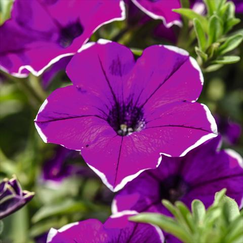 Foto de variedad de flores para ser usadas como: Maceta, planta de temporada, patio Petunia hybrida Surprise Magenta Halo