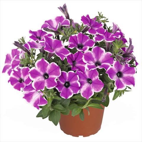 Foto de variedad de flores para ser usadas como: Tarrina de colgar / Maceta Petunia hybrida Surprise Purple Dance