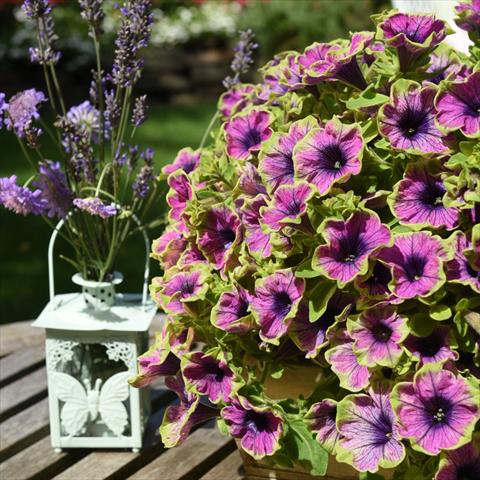 Foto de variedad de flores para ser usadas como: Tarrina de colgar / Maceta Petunia hybrida Sweetunia Green Tambourine
