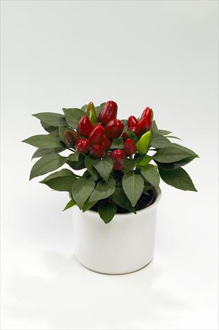 Foto de variedad de flores para ser usadas como: Tarrina de colgar / Maceta Capsicum annuum Tango Red