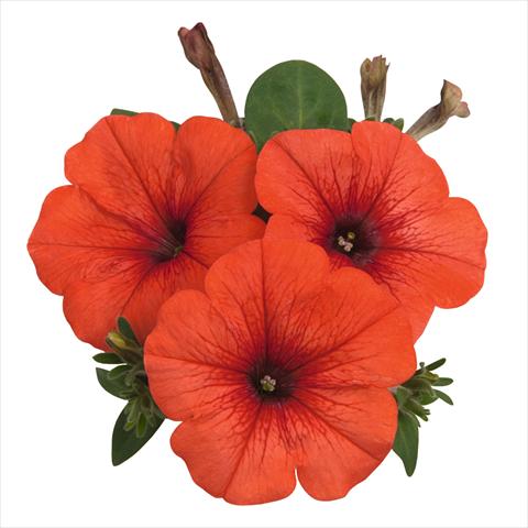 Foto de variedad de flores para ser usadas como: Tarrina de colgar / Maceta Petunia hybrida Sweetunia Orange Flash