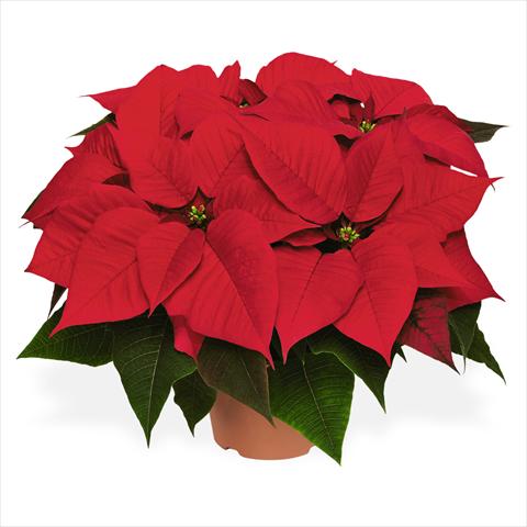Foto de variedad de flores para ser usadas como: Maceta Poinsettia - Euphorbia pulcherrima Red Fox Special Red Cosmo Red