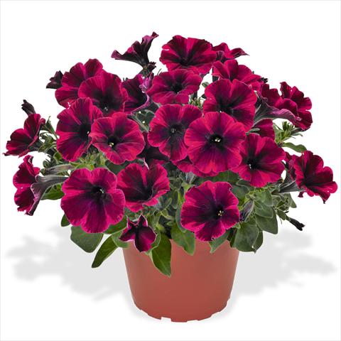 Foto de variedad de flores para ser usadas como: Tarrina de colgar / Maceta Petunia hybrida Sweetunia Suize Storm