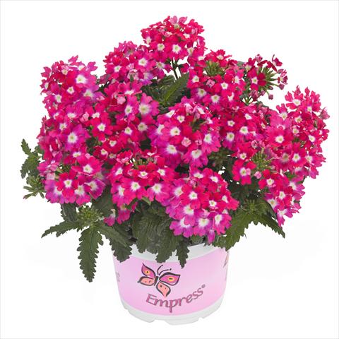 Foto de variedad de flores para ser usadas como: Tarrina de colgar / Maceta Verbena hybrida Empress Flair Cherry Charme