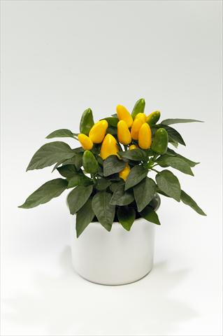 Foto de variedad de flores para ser usadas como: Tarrina de colgar / Maceta Capsicum annuum Tango Yellow