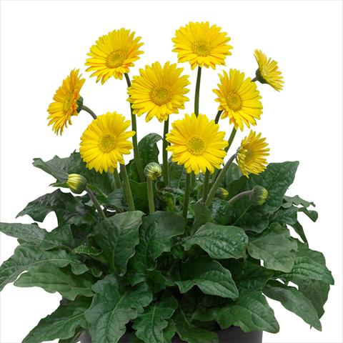 Foto de variedad de flores para ser usadas como: Maceta y planta de temporada Gerbera jamesonii Garvinea Sweet® Smile®