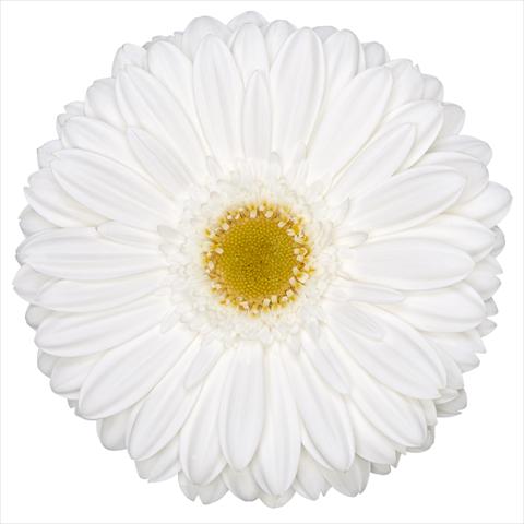Foto de variedad de flores para ser usadas como: Maceta Gerbera jamesonii Standard Beluga®
