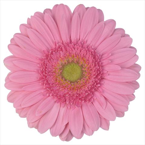Foto de variedad de flores para ser usadas como: Maceta Gerbera jamesonii Standard Fairlady®