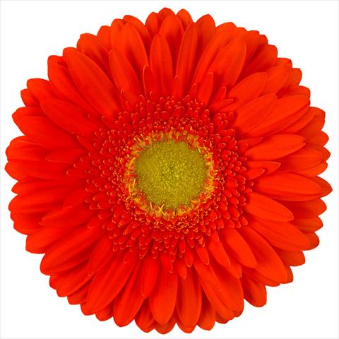 Foto de variedad de flores para ser usadas como: Maceta Gerbera jamesonii Standard Kingsley®