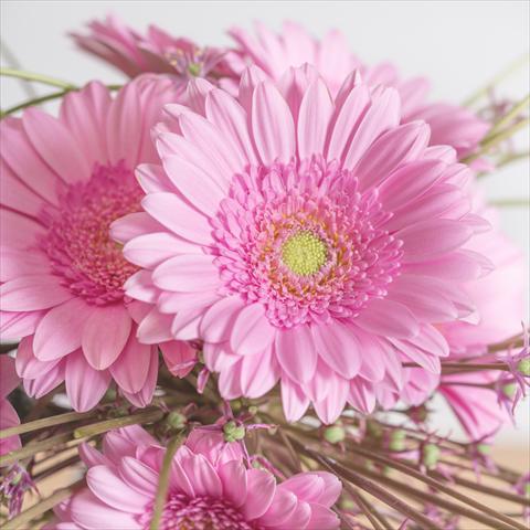 Foto de variedad de flores para ser usadas como: Maceta Gerbera jamesonii Mini Gerbera Ballerina®