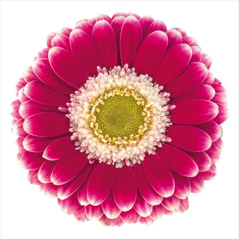 Foto de variedad de flores para ser usadas como: Maceta Gerbera jamesonii Mini Gerbera Cassis®