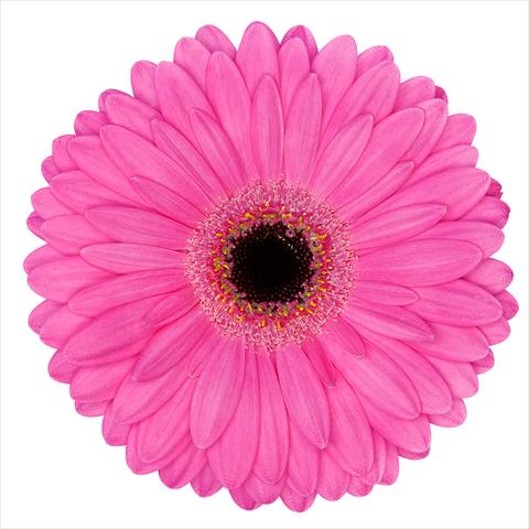 Foto de variedad de flores para ser usadas como: Maceta Gerbera jamesonii Mini Gerbera Magic®