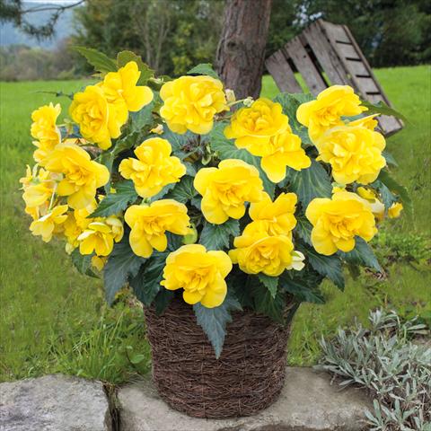Foto de variedad de flores para ser usadas como: Maceta Begonia tuberhybrida Joy Yellow