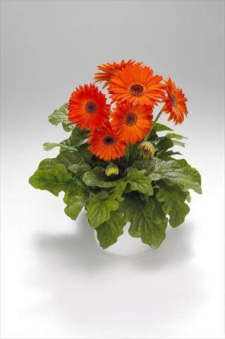Foto de variedad de flores para ser usadas como: Tarrina de colgar / Maceta Gerbera jamesonii Royal Deep Orange
