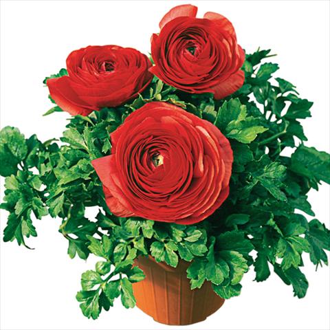 Foto de variedad de flores para ser usadas como: Maceta y planta de temporada Ranunculus asiaticus Pratolino Rosso